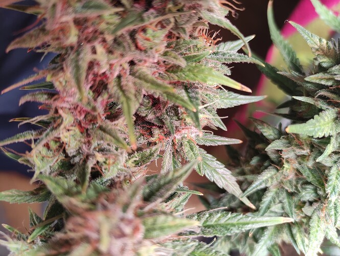 Growreport Bild 12