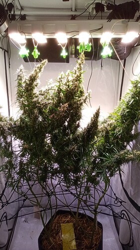 Growreport Bild 15