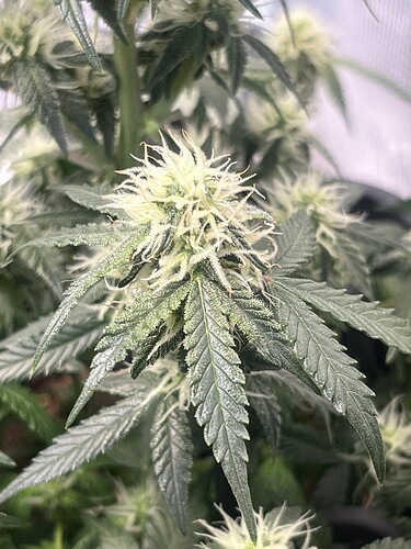 Growreport Bild 6