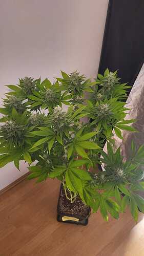 Eine blühende Cannabispflanze in einem Topf, die von oben fotografiert wurde.