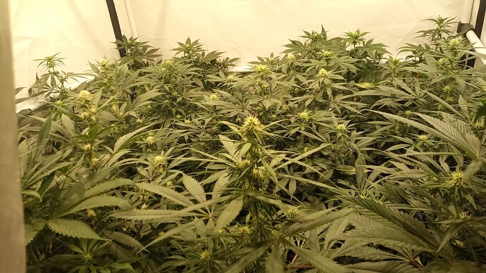 Growreport Bild 9
