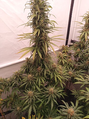 Growreport Bild 3
