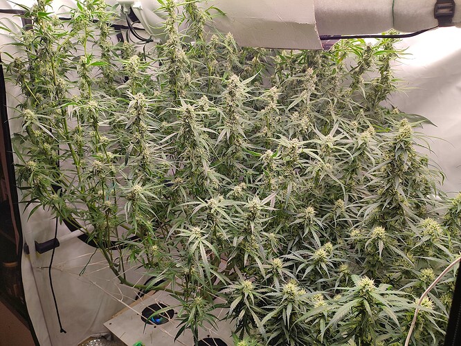 Growreport Bild 11