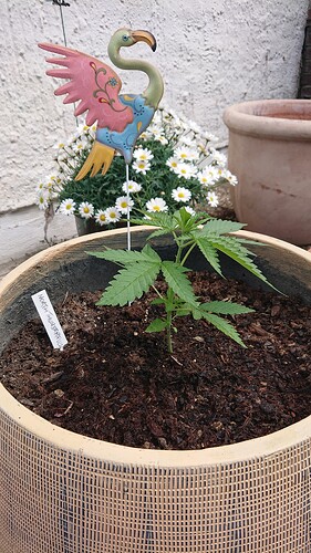 Growreport Bild 39