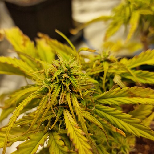 Growreport Bild 4