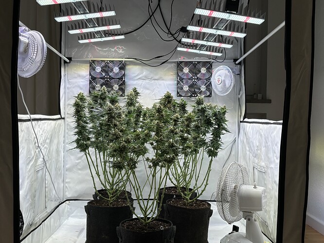 Growreport Bild 4