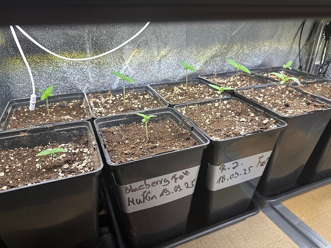 Growreport Bild 3