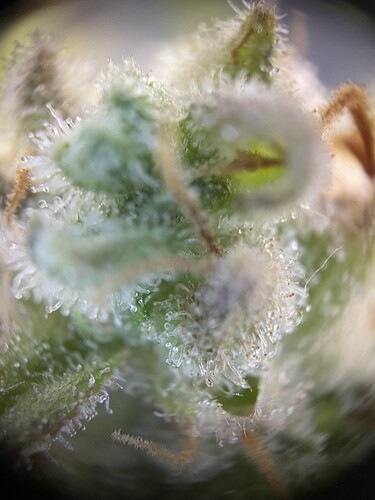 Growreport Bild 20