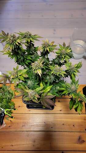 Growreport Bild 15