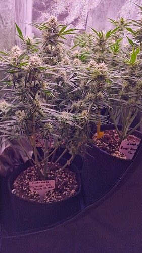 Growreport Bild 2