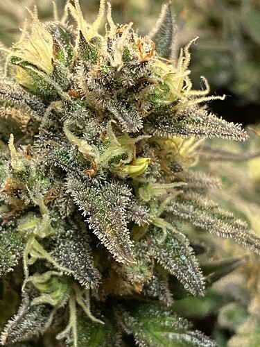 Growreport Bild 26