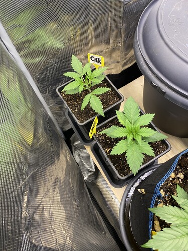Growreport Bild 45