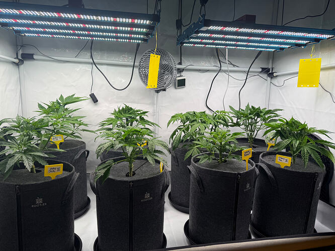 Growreport Bild 36