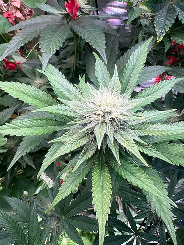 Growreport Bild 4