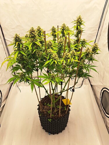 Growreport Bild 15