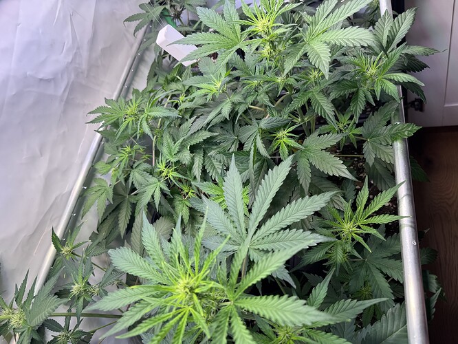 Growreport Bild 32