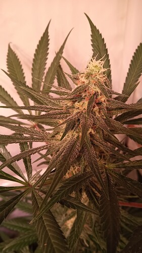 Growreport Bild 15