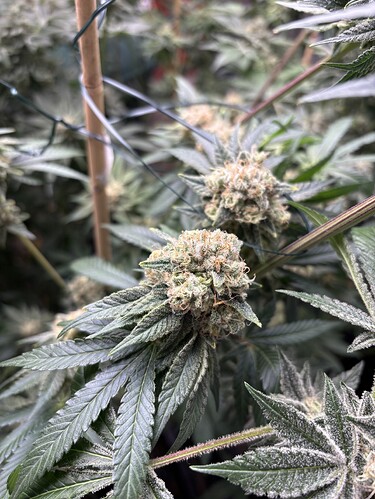 Growreport Bild 4