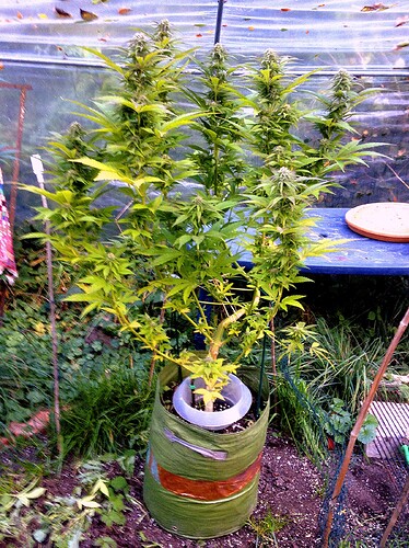 Growreport Bild 3