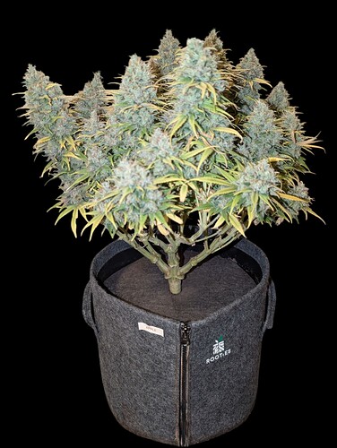 Growreport Bild 6