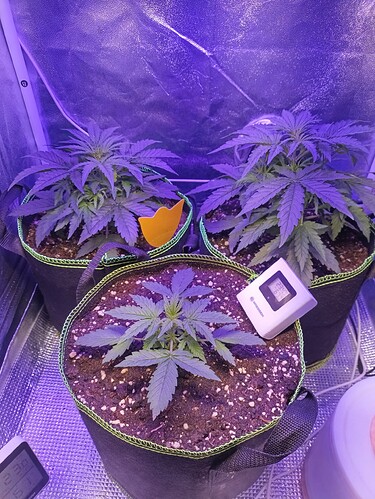 Growreport Bild 4