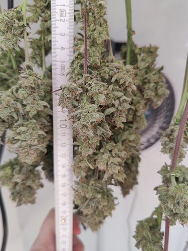 Growreport Bild 28