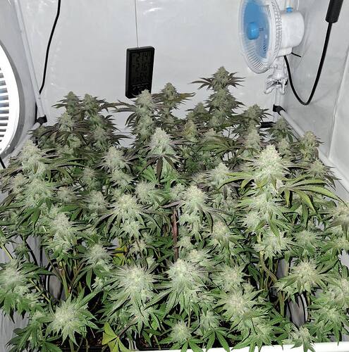 Growreport Bild 9