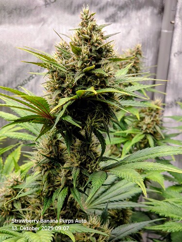 Growreport Bild 10