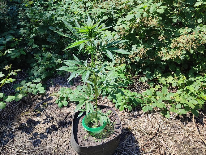 Growreport Bild 32