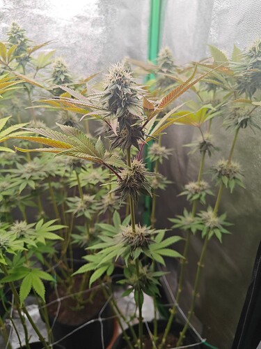 Growreport Bild 2