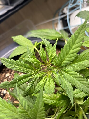 Growreport Bild 5