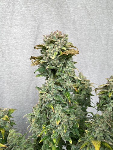 Growreport Bild 3