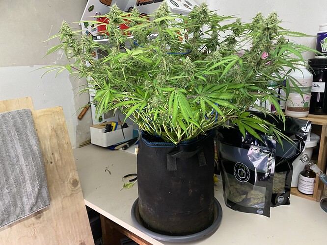 Growreport Bild 4