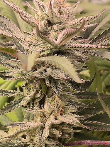 Growreport Bild 17
