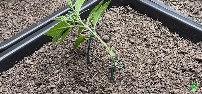 Growreport Bild 6