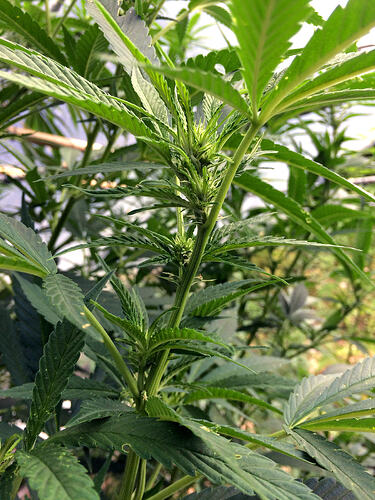 Grow26_0829_13