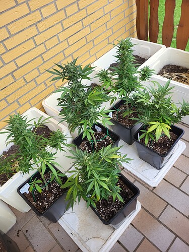 Growreport Bild 3