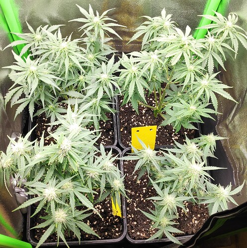 Growreport Bild 6