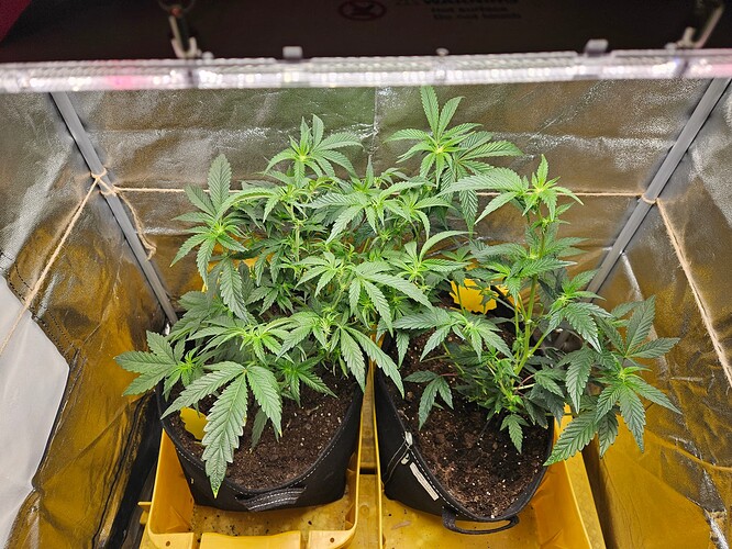 Growreport Bild 2