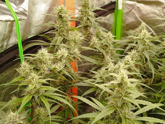 Mehrere blühende Cannabispflanzen mit dichten Blütenständen und langen, fächerförmigen Blättern, die in einer Growbox wachsen.
