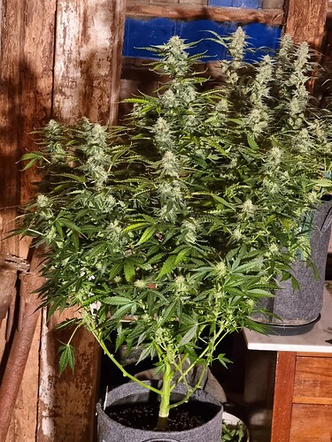Growreport Bild 3