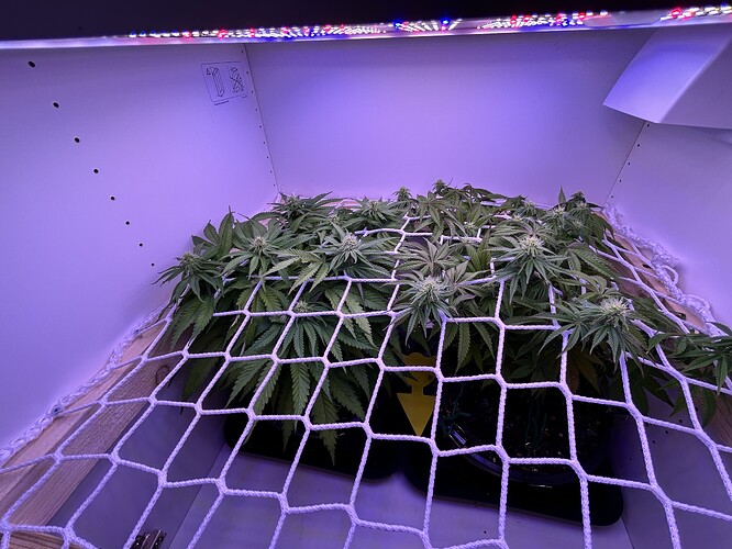 Zwei Cannabis-Pflanzen in einem Grow-Schrank unter LED-Beleuchtung, die durch ein Scrog-Netz wachsen.