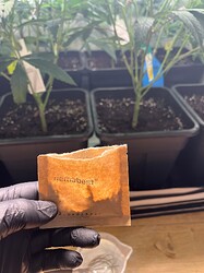Growreport Bild 4