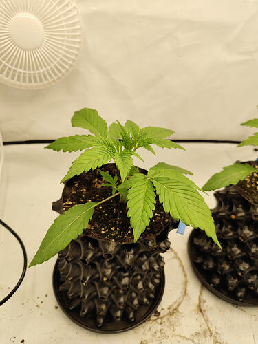 Growreport Bild 13