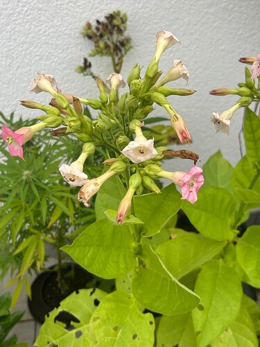 Growreport Bild 15