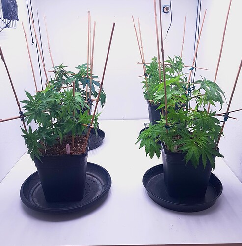 Growreport Bild 21
