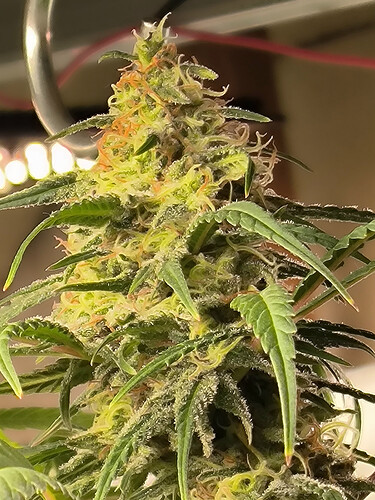 Growreport Bild 3
