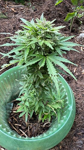 Jacky5-Ch1-day 62