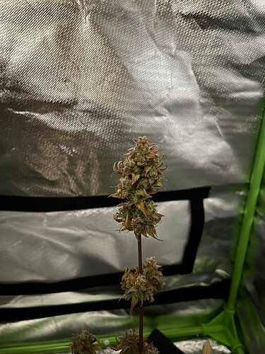 Growreport Bild 2