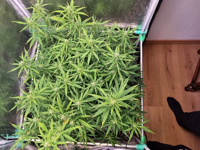 Growreport Bild 3